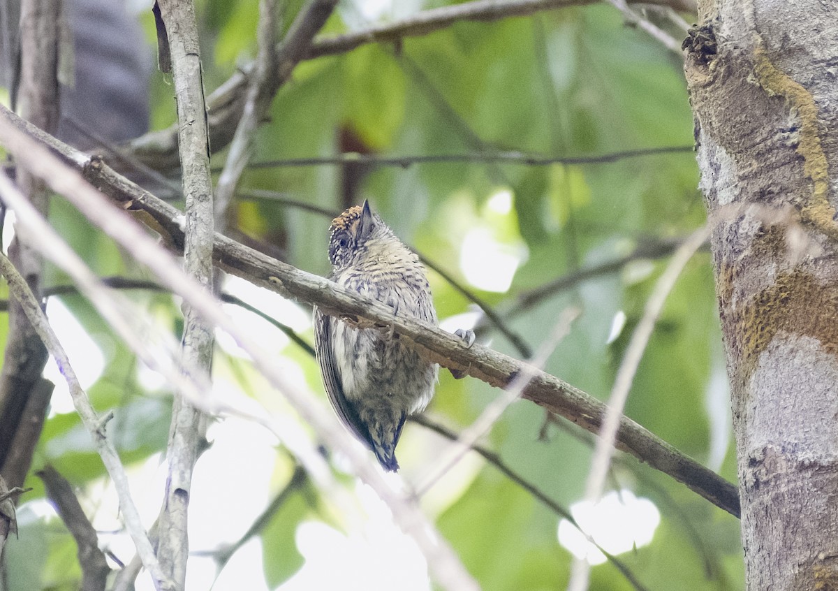 Bar-breasted Piculet - ML629818489
