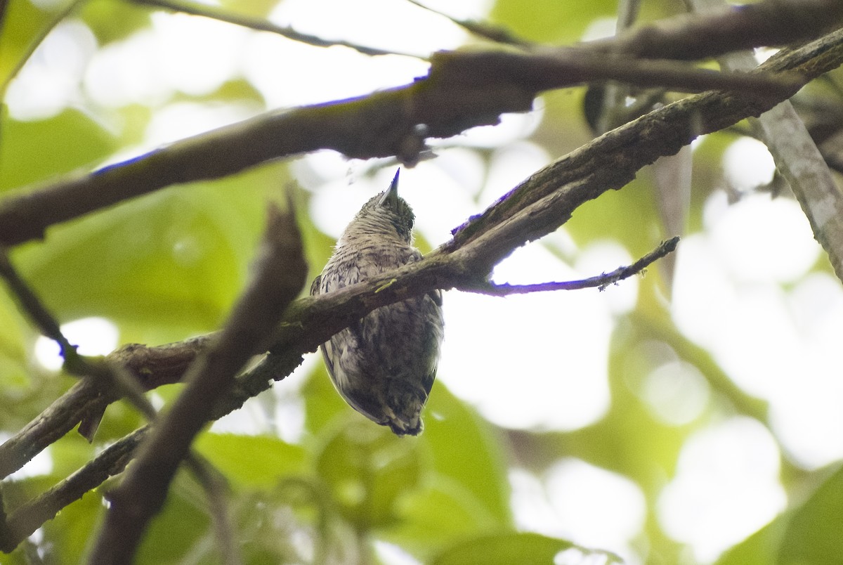 Bar-breasted Piculet - ML629818492
