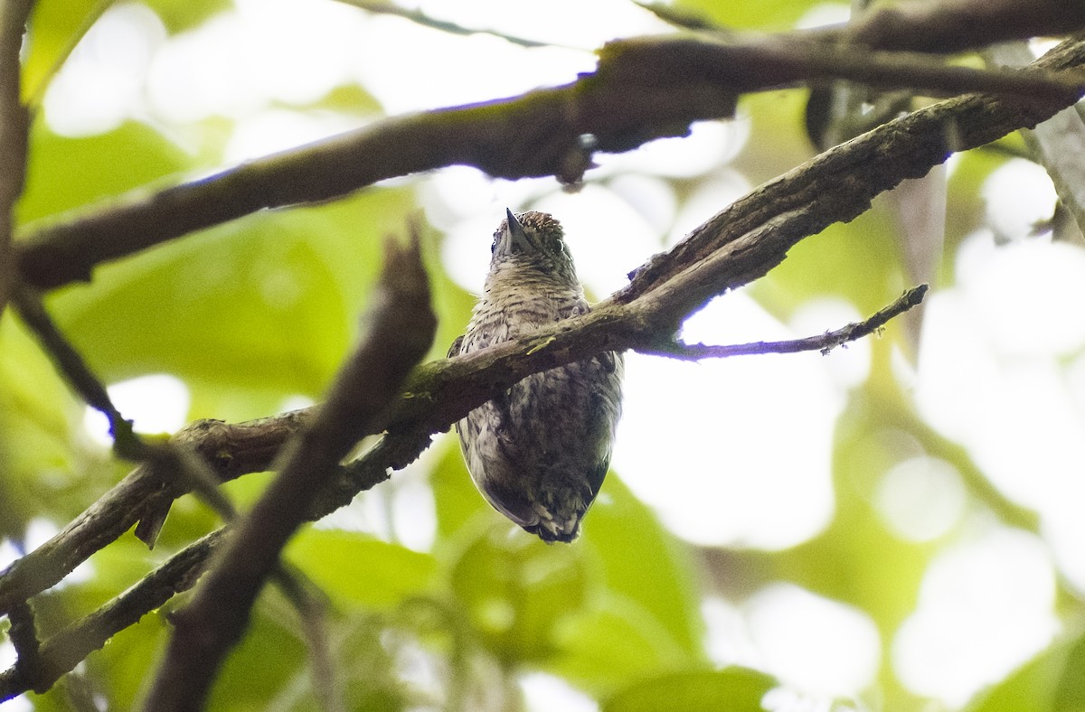 Bar-breasted Piculet - ML629818493