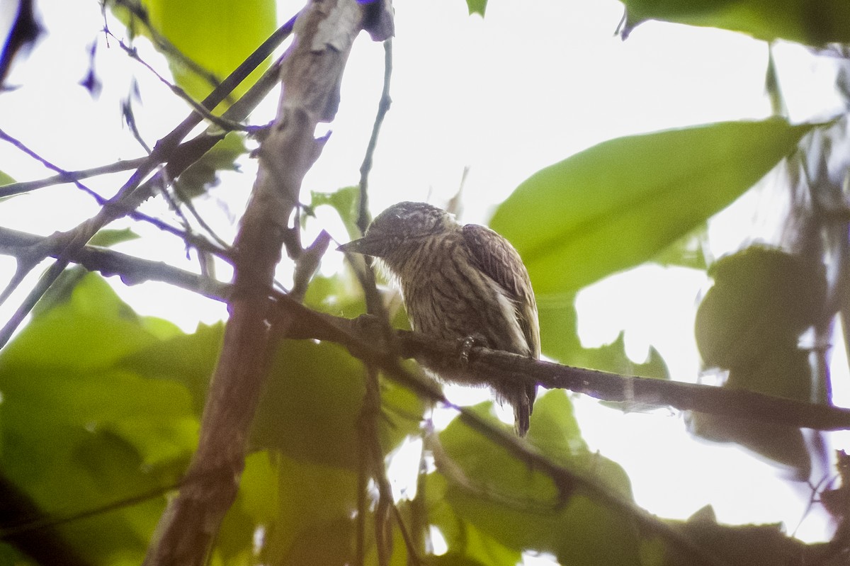 Bar-breasted Piculet - ML629818494