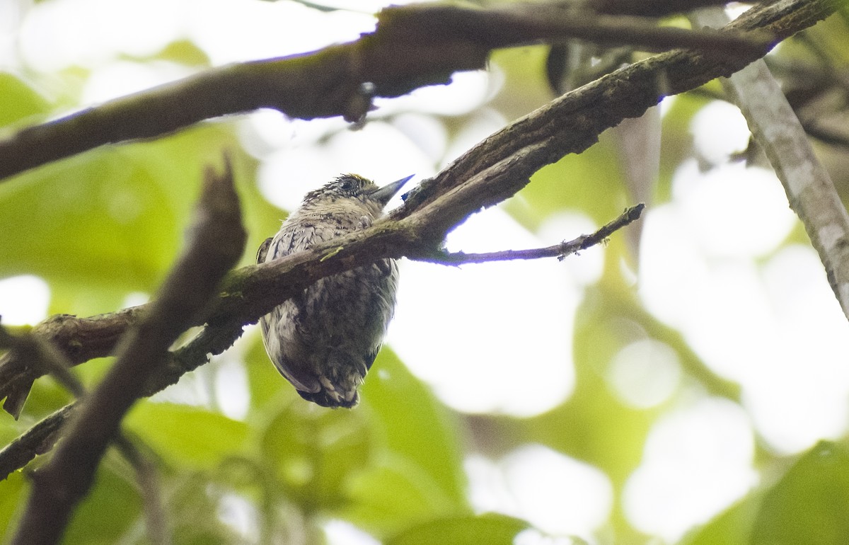 Bar-breasted Piculet - ML629818495