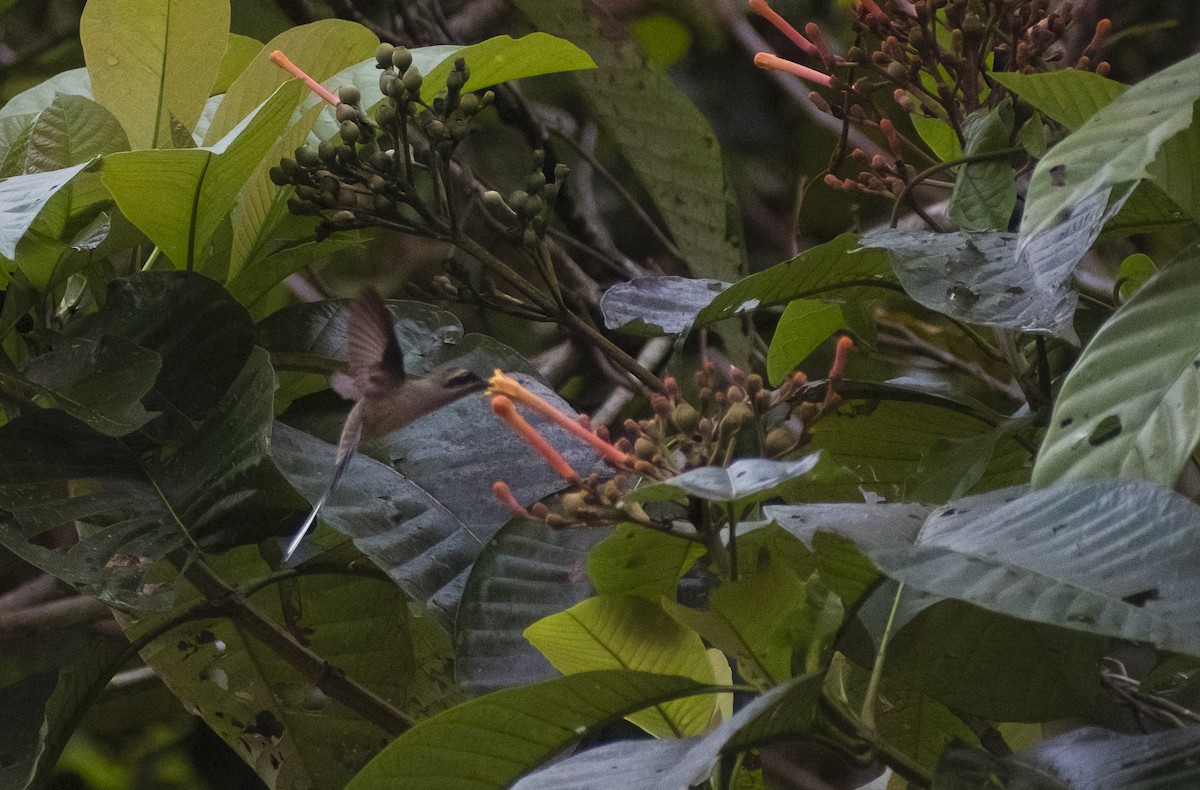 Long-tailed Hermit - ML629818513