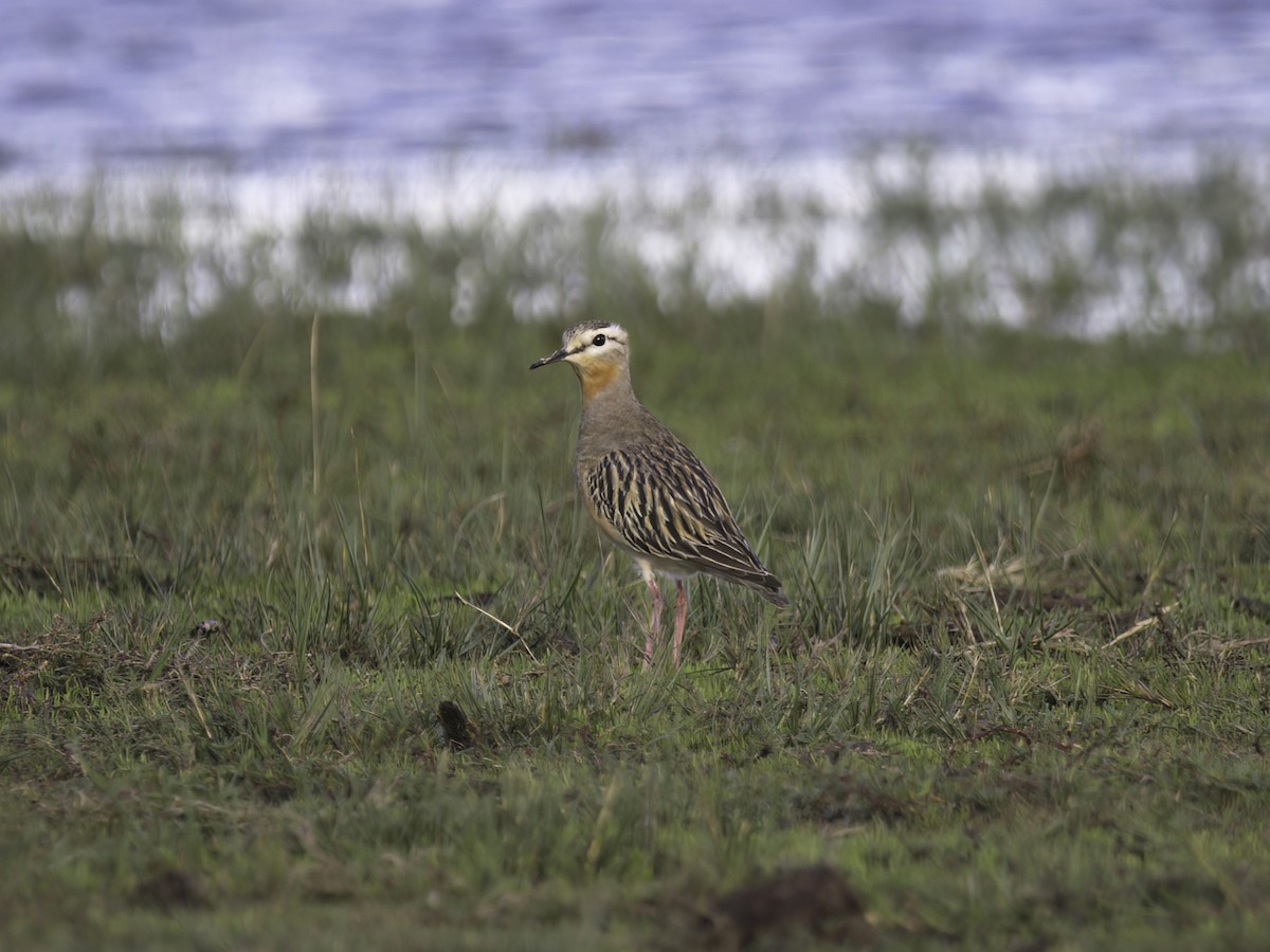 Tawny-throated Dotterel - ML629818574