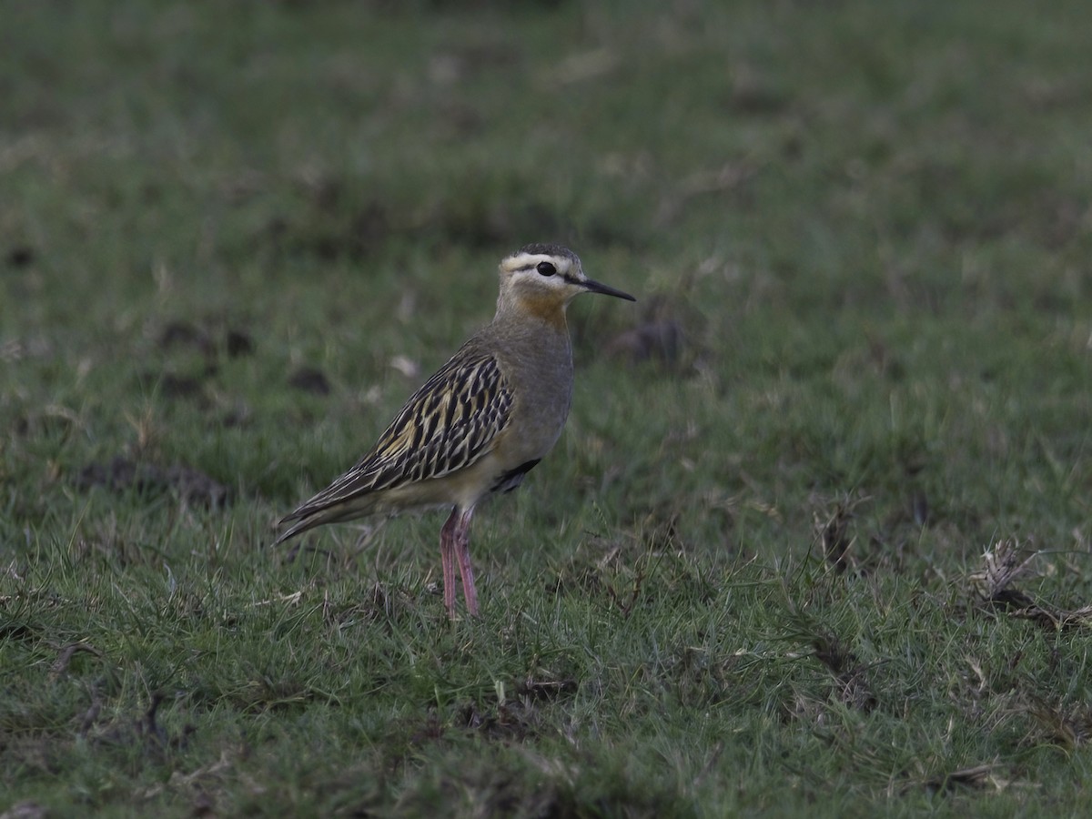 Tawny-throated Dotterel - ML629818601