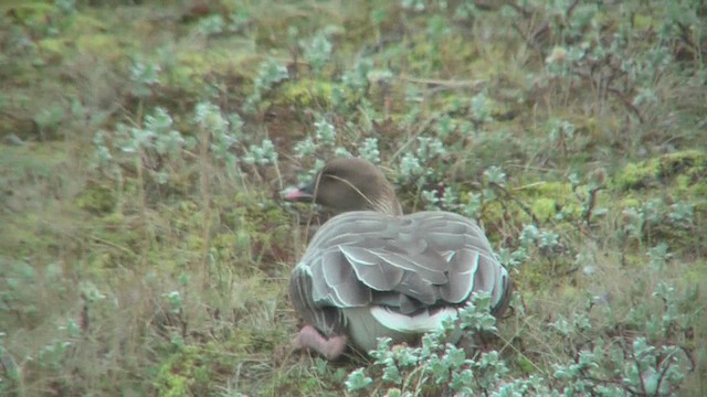 Pink-footed Goose - ML629818641