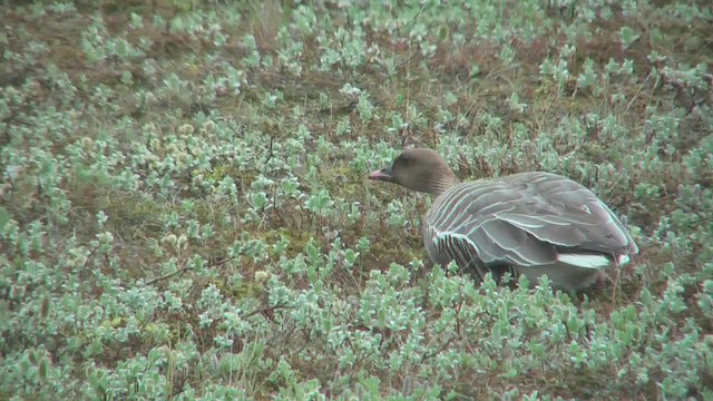 Pink-footed Goose - ML629818642