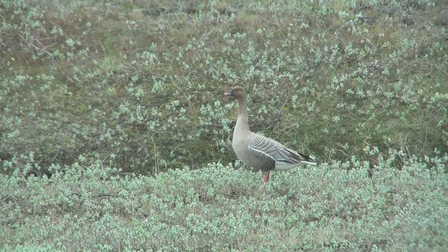 Pink-footed Goose - ML629818643