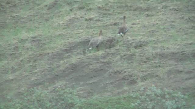 Pink-footed Goose - ML629818648