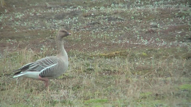 Pink-footed Goose - ML629818649