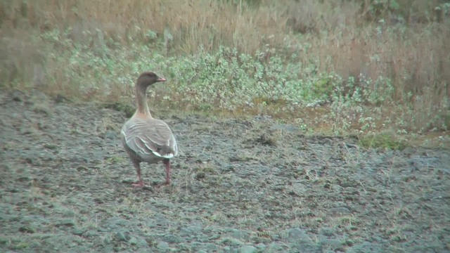 Pink-footed Goose - ML629818651