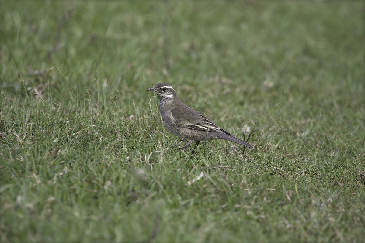 Buff-winged Cinclodes - ML629818665