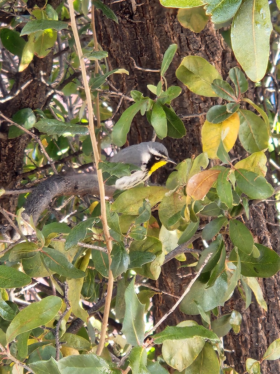 Yellow-throated Warbler - ML629818688