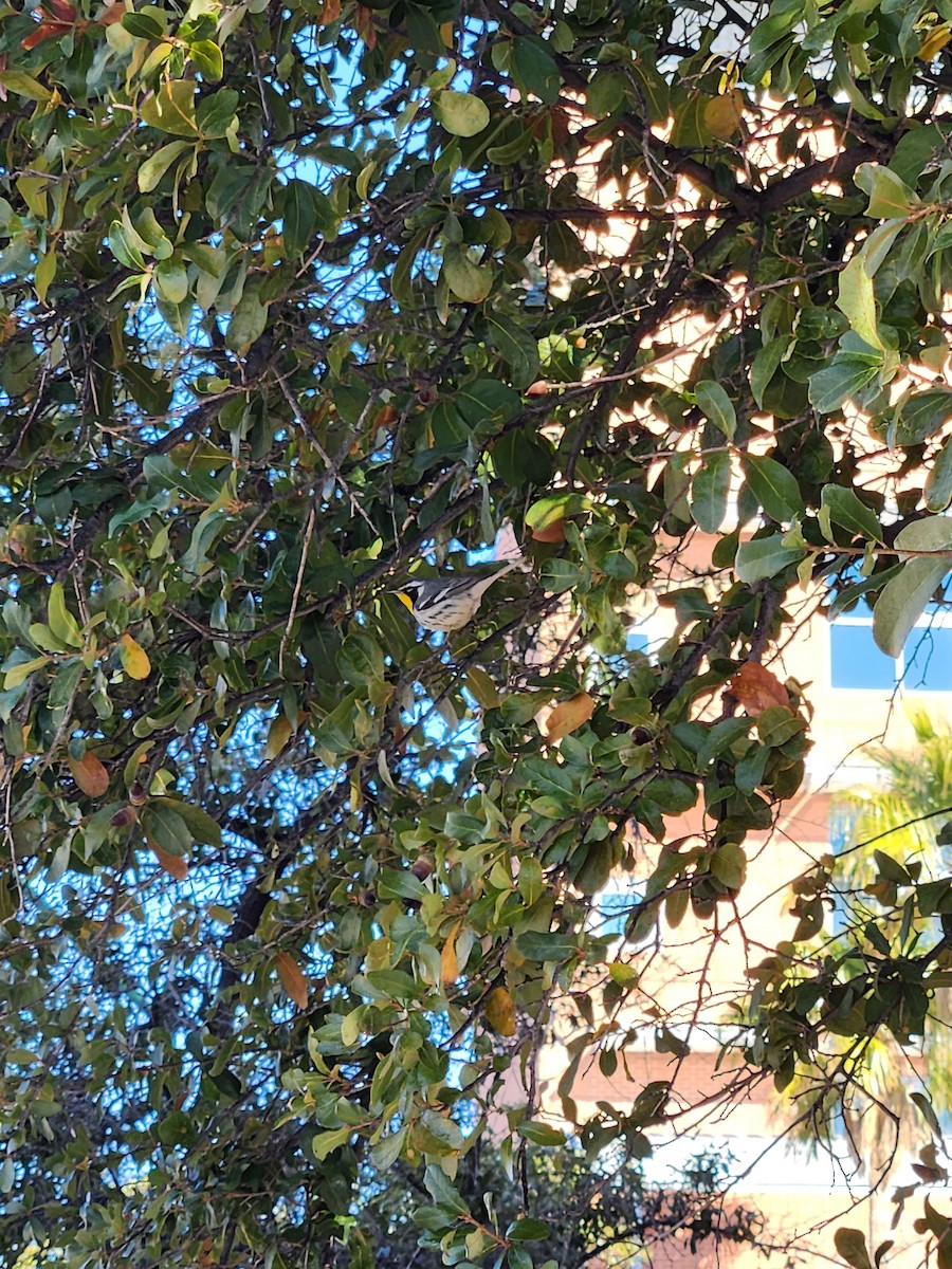 Yellow-throated Warbler - ML629818696