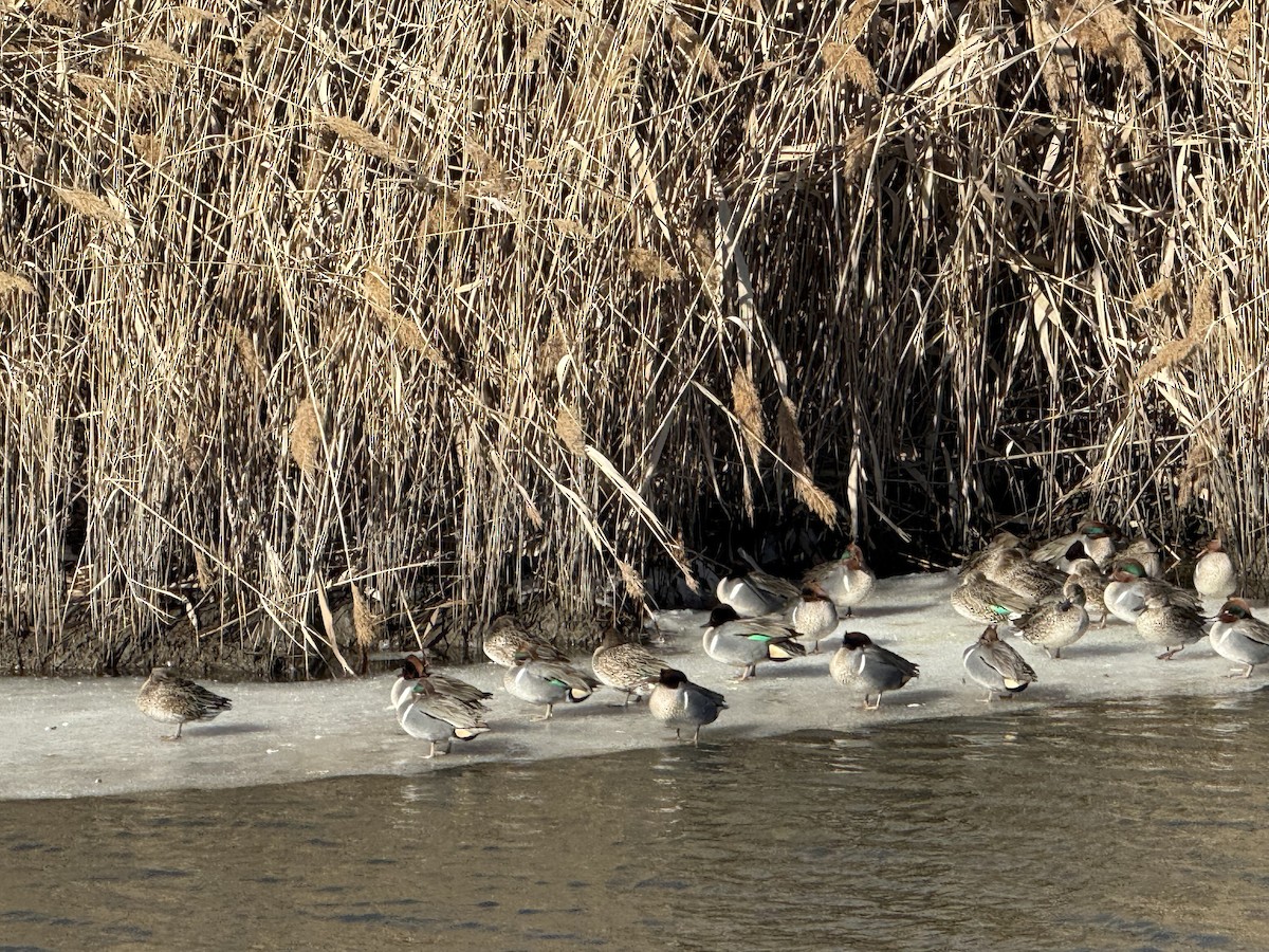 Green-winged Teal - ML629818697