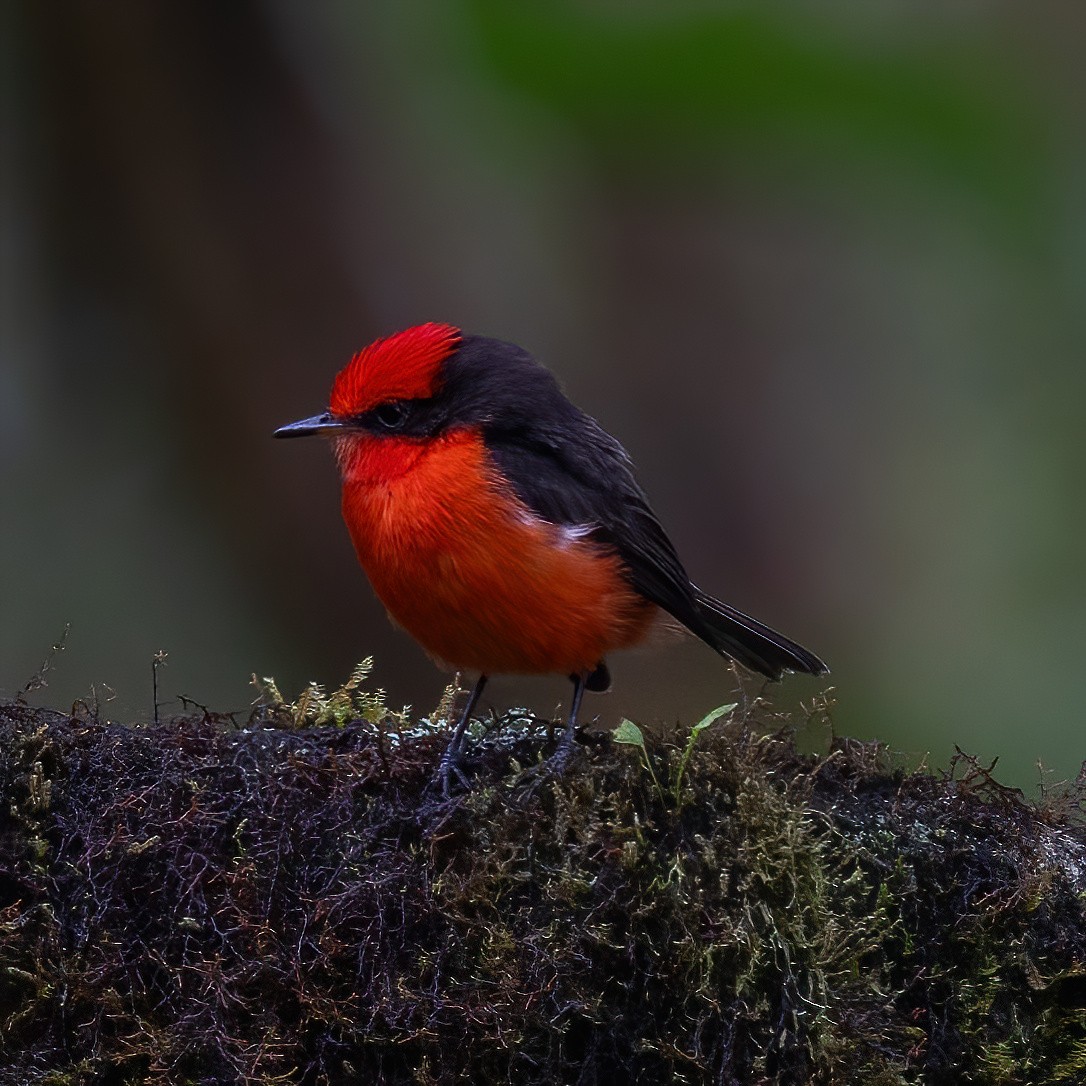 Brujo Flycatcher (Galapagos) - ML629818789