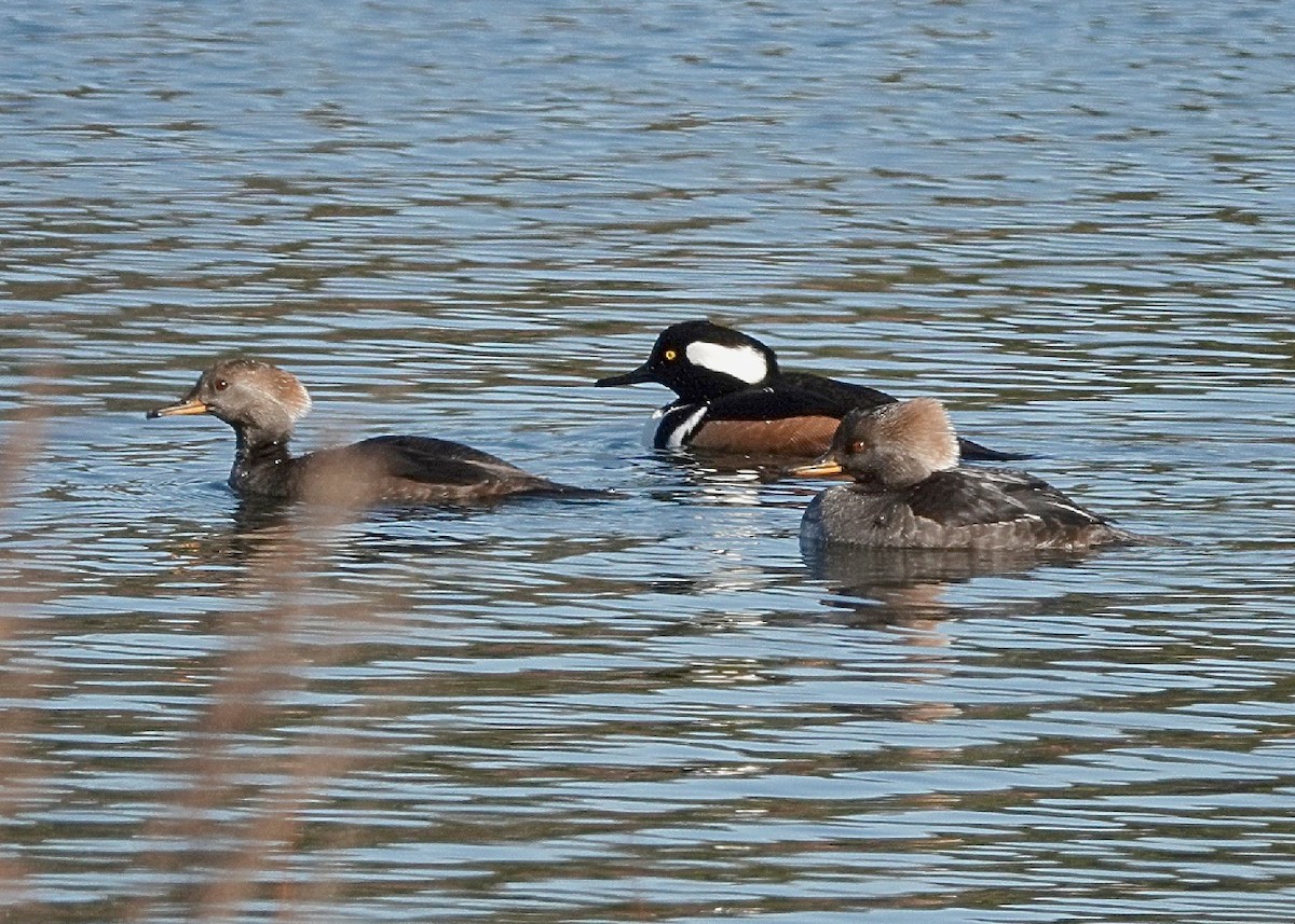 Hooded Merganser - ML629818790