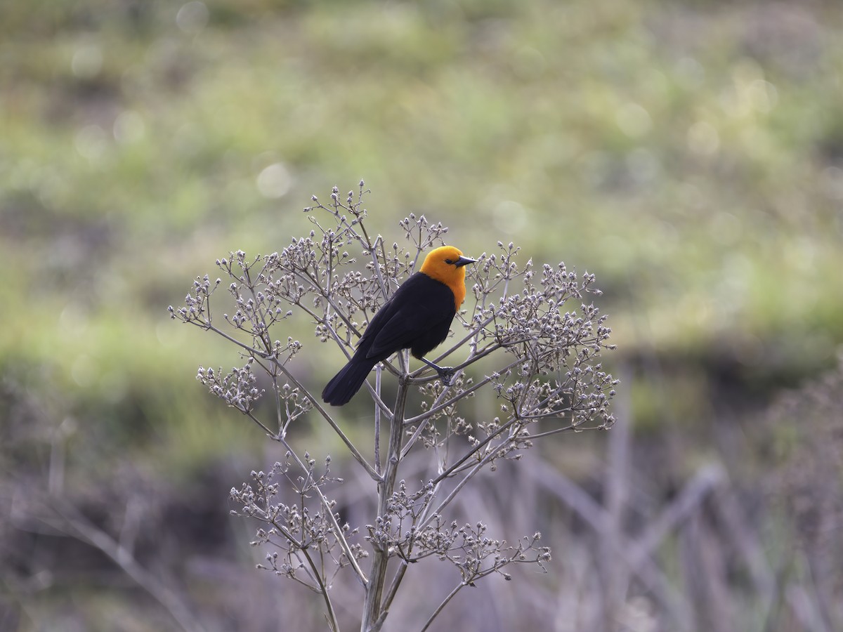 Scarlet-headed Blackbird - ML629818846