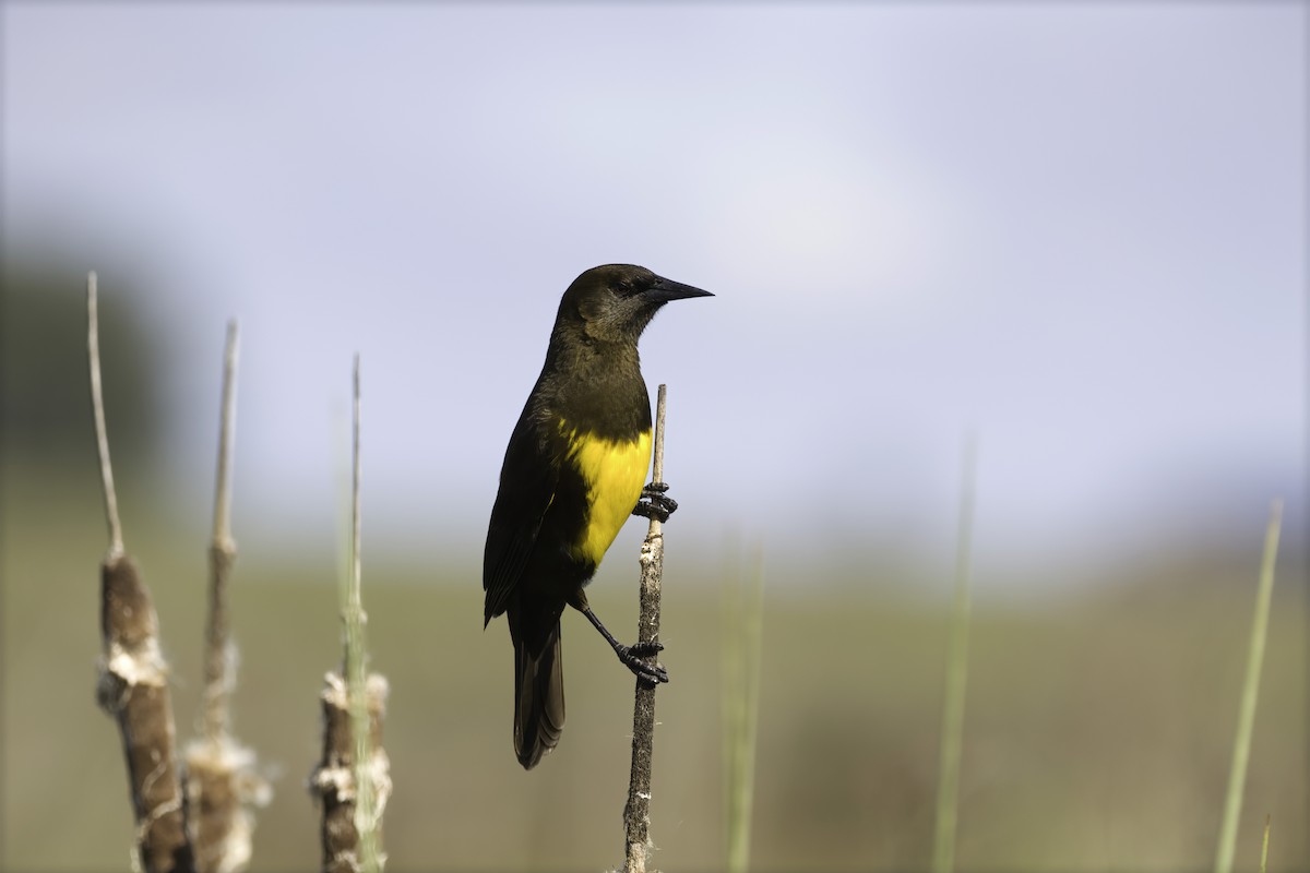 Brown-and-yellow Marshbird - ML629818882