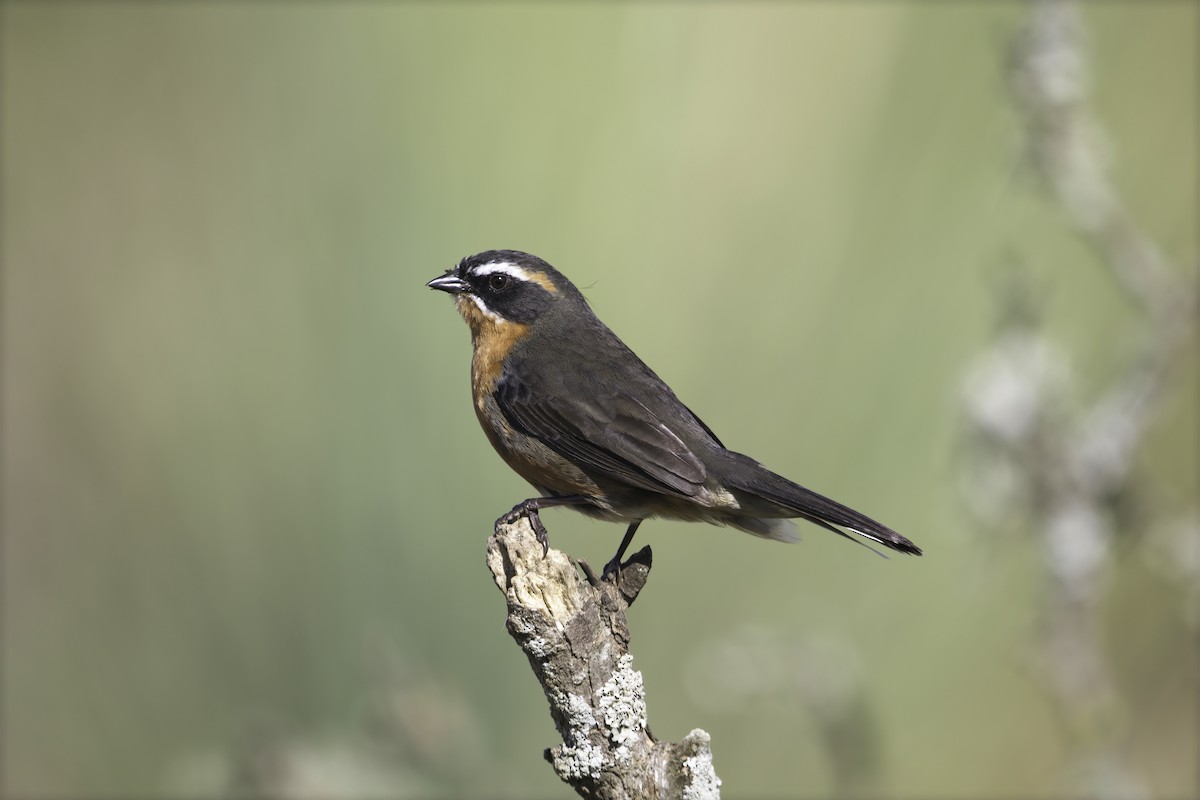 Black-and-rufous Warbling Finch - ML629818911