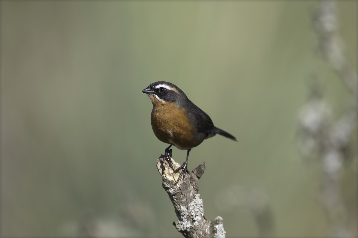 Black-and-rufous Warbling Finch - ML629818912