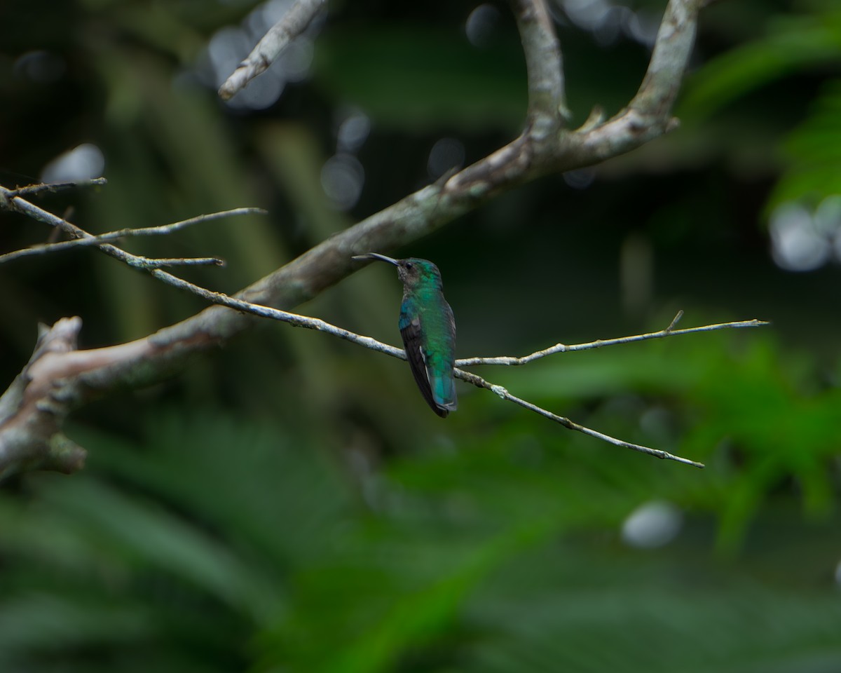 White-necked Jacobin - ML629819021