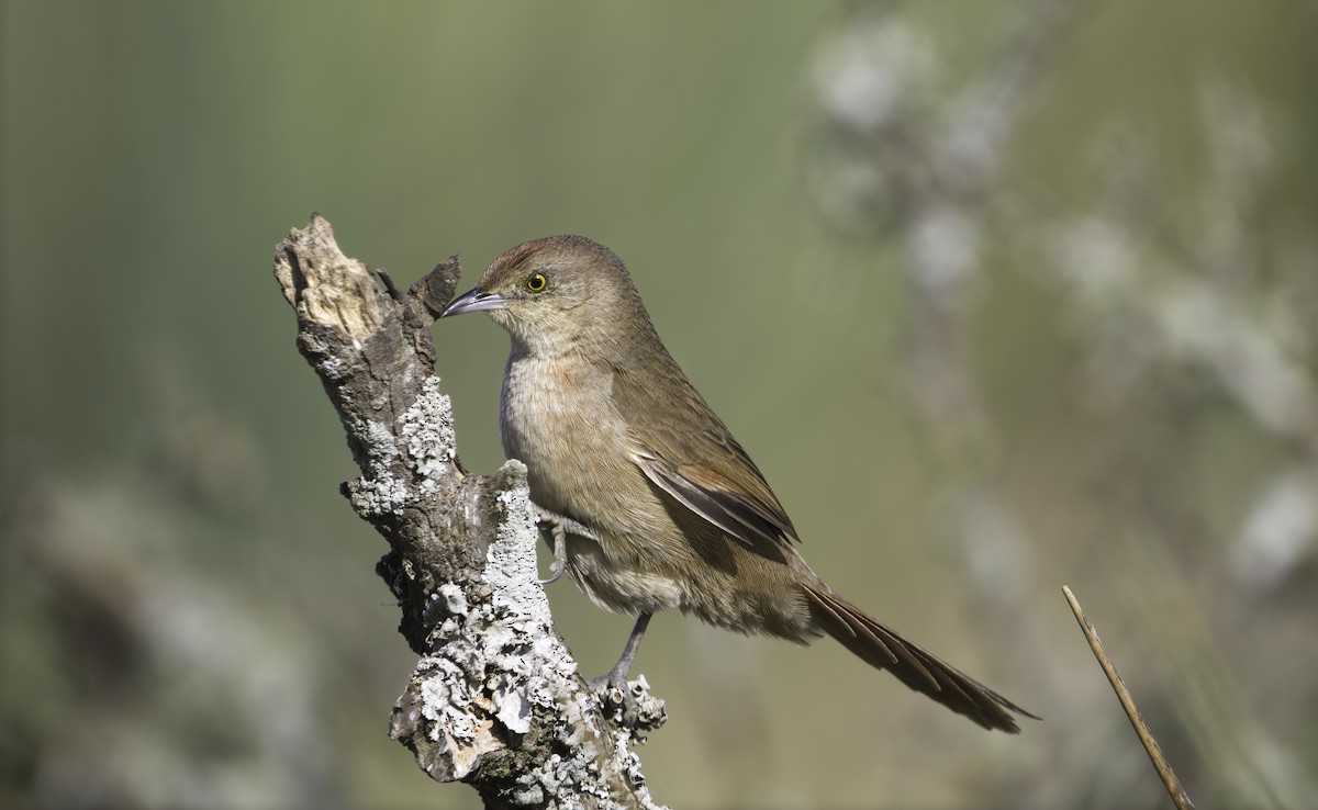 Freckle-breasted Thornbird - ML629819037