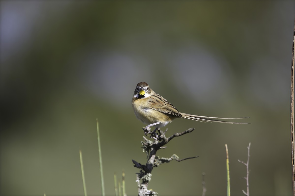 Chotoy Spinetail - ML629819070