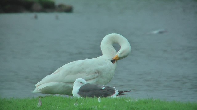 Whooper Swan - ML629819191