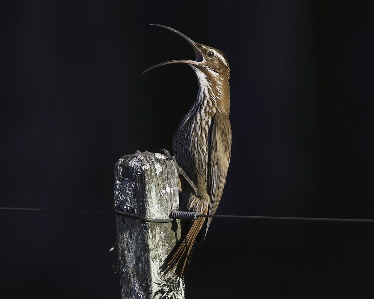 Narrow-billed Woodcreeper - ML629819200