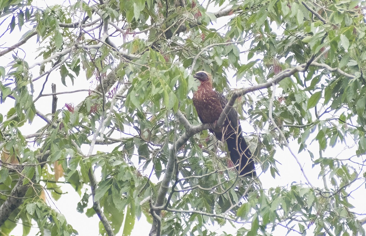 White-crested Guan - ML629819251