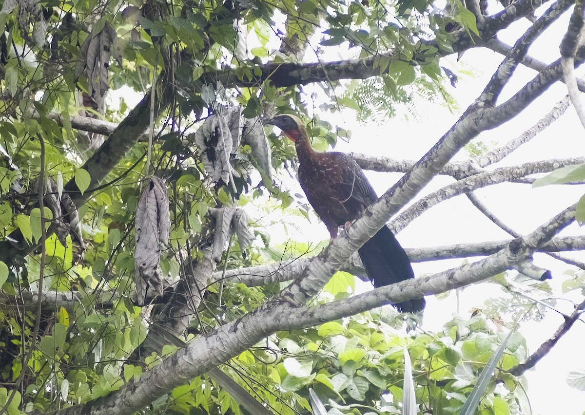 White-crested Guan - ML629819252