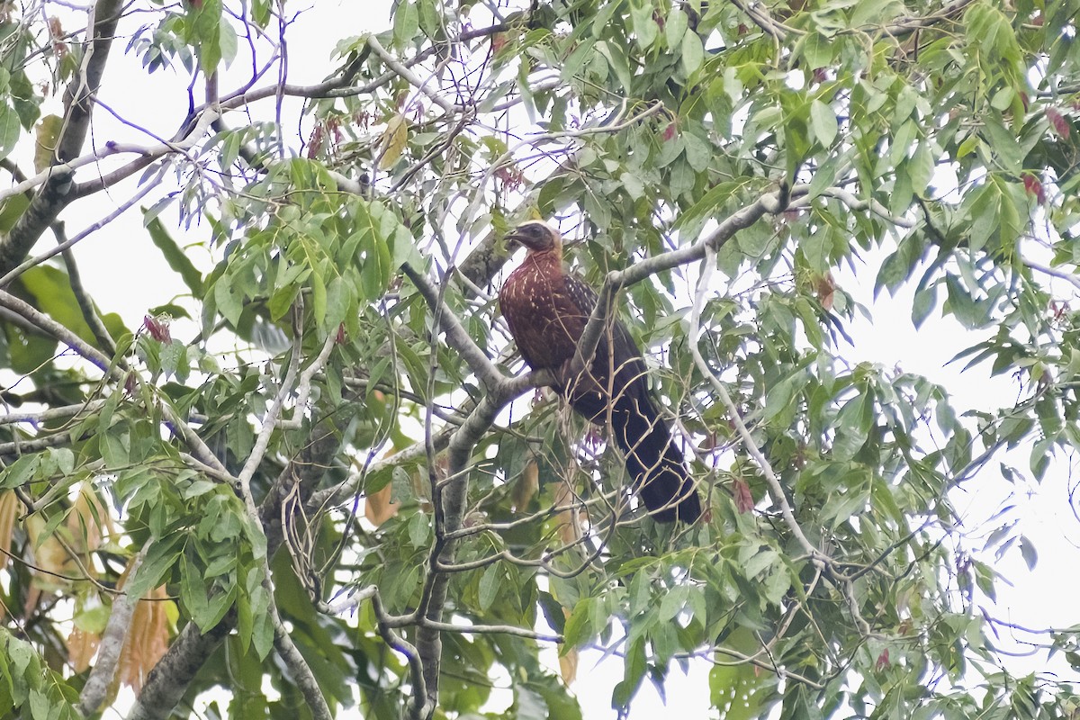 White-crested Guan - ML629819253