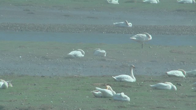 Whooper Swan - ML629819257