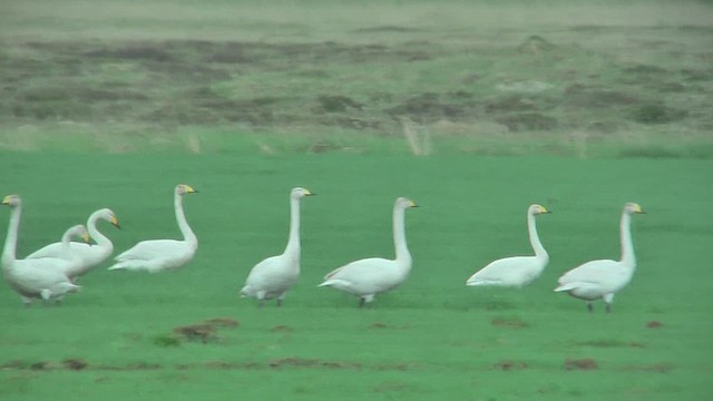 Whooper Swan - ML629819260