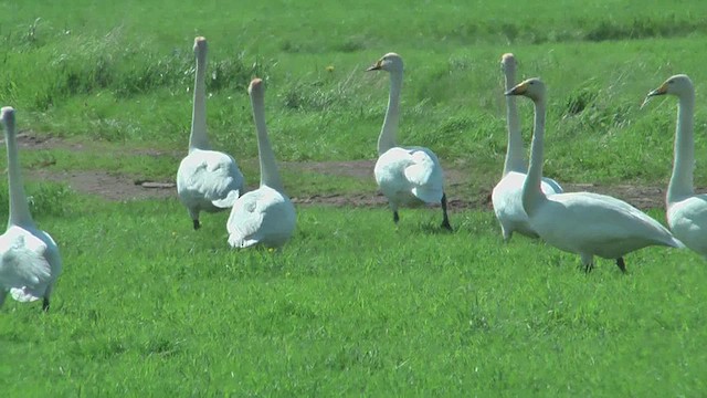 Whooper Swan - ML629819262