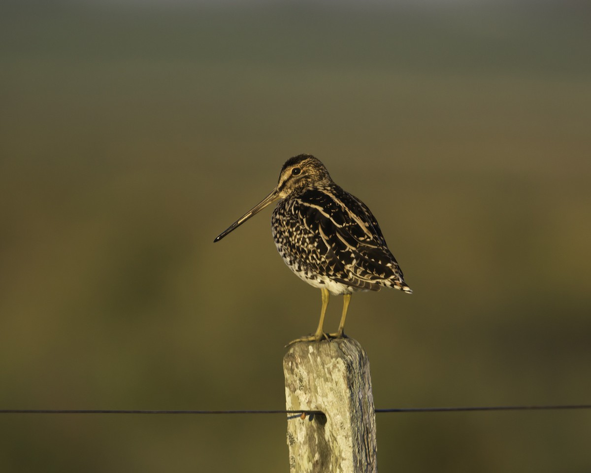 Pantanal Snipe - ML629819324