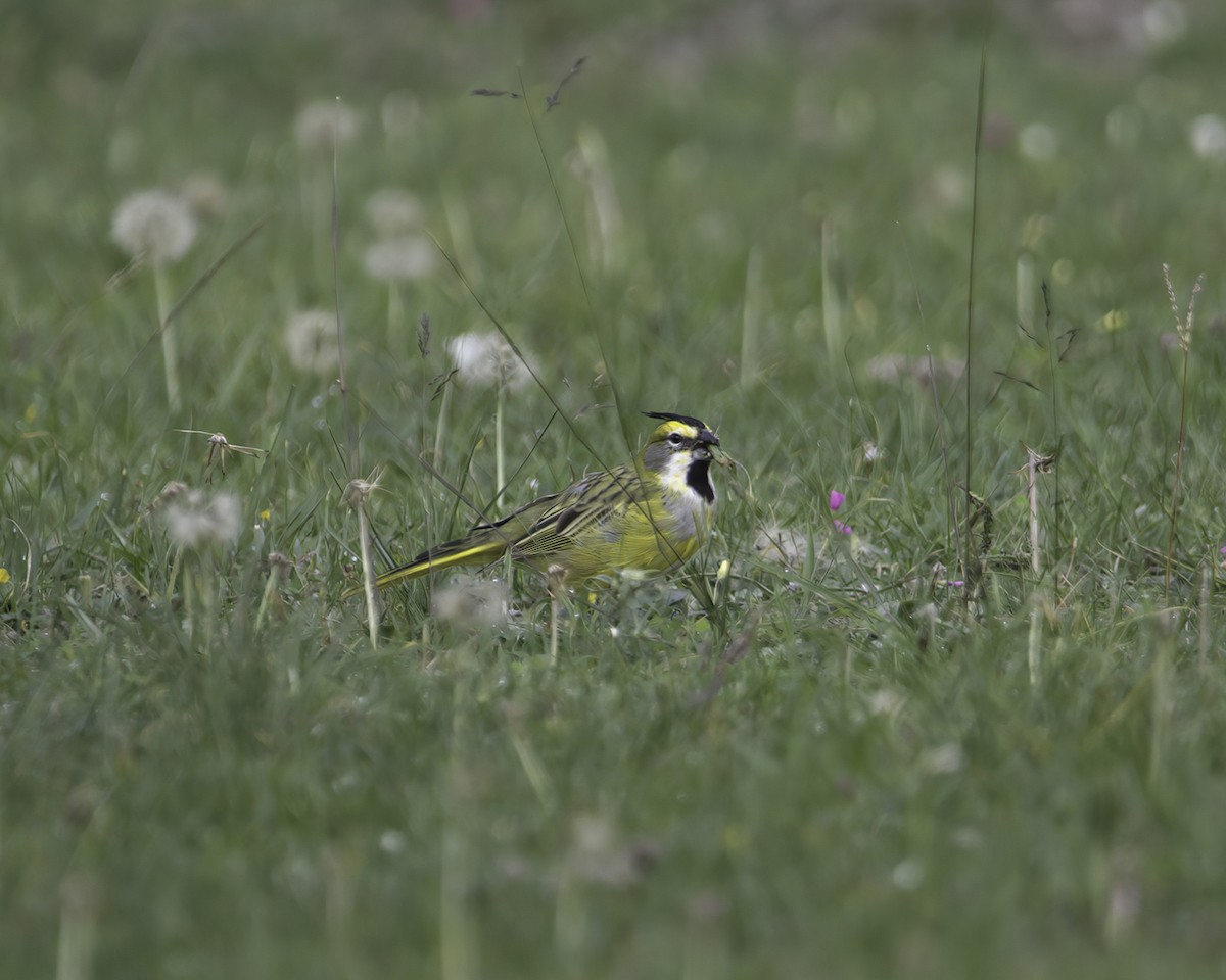 Yellow Cardinal - ML629819426