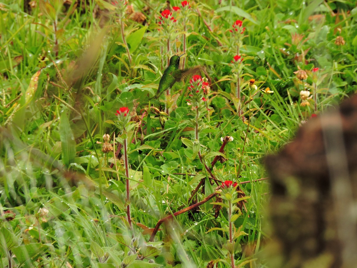 Short-tailed Emerald - ML629819481