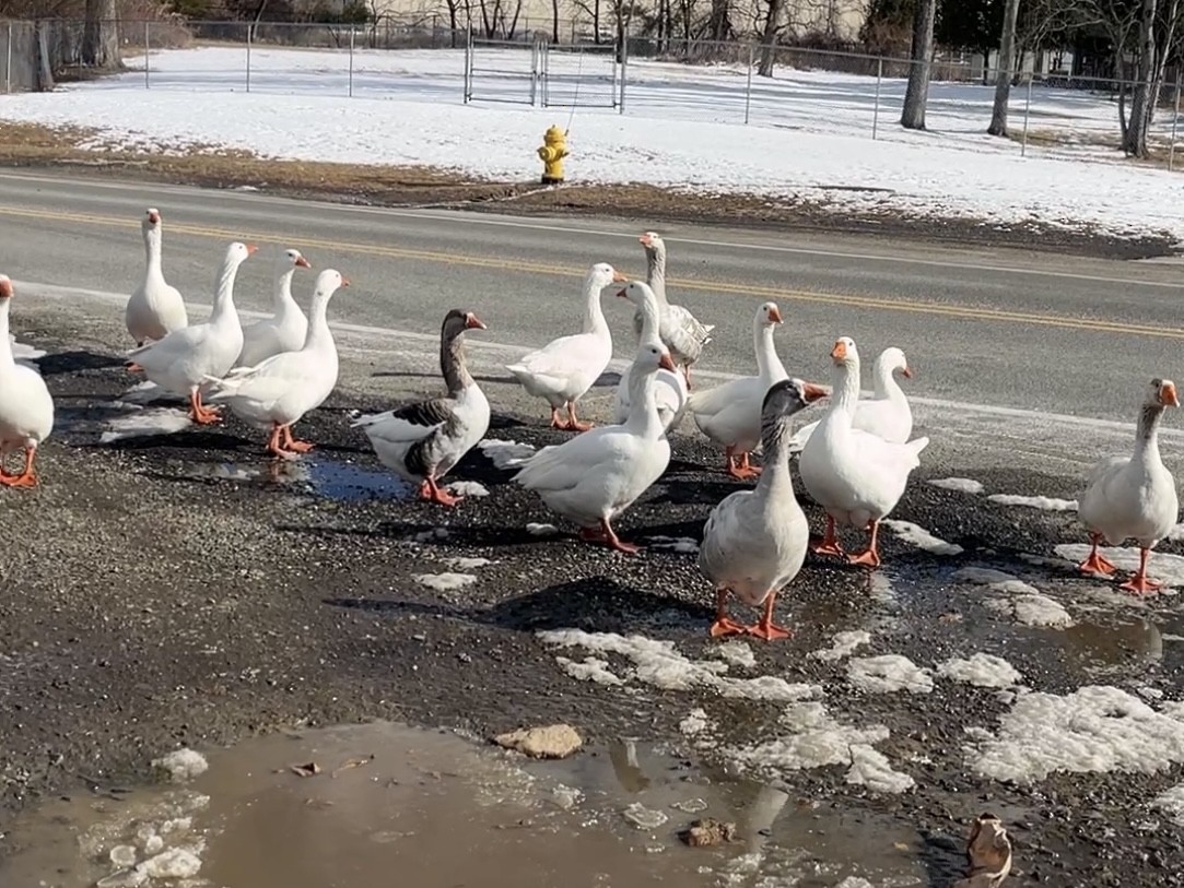 Domestic goose sp. (Domestic type) - ML629819511