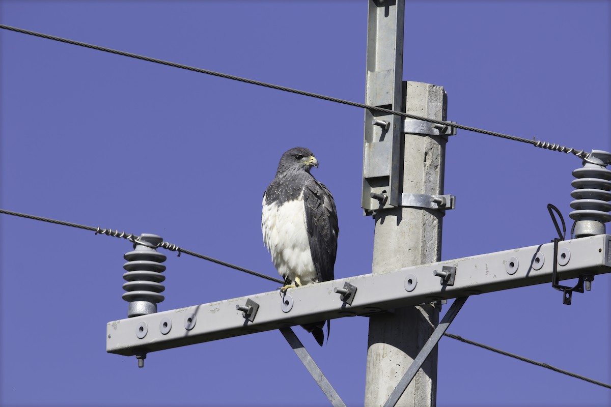 Black-chested Buzzard-Eagle - ML629819534