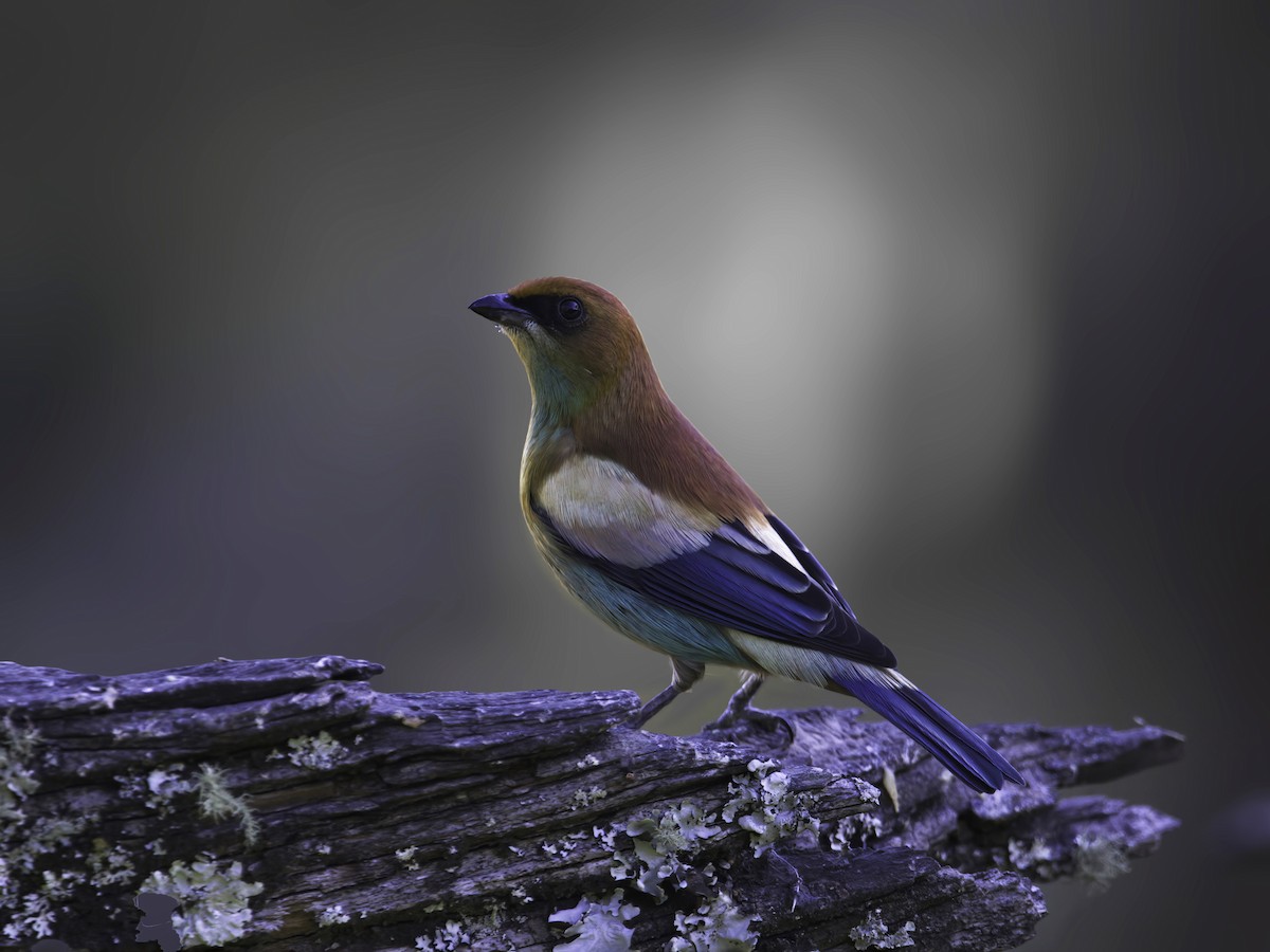 Chestnut-backed Tanager - ML629819579