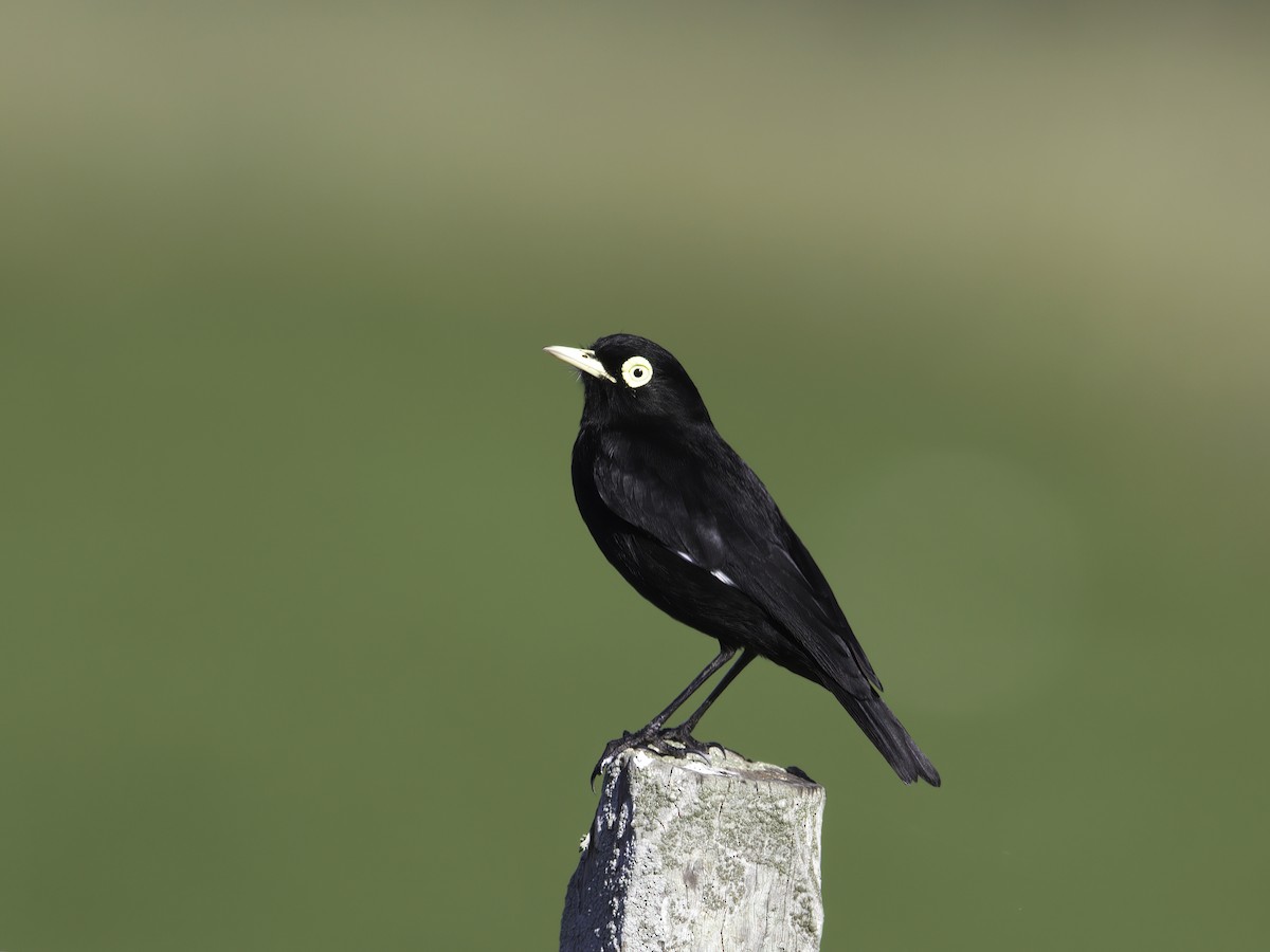 Spectacled Tyrant - ML629819628