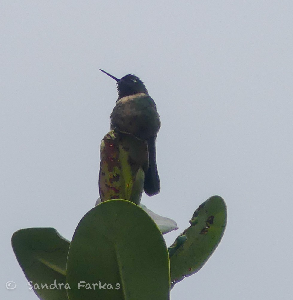 Amethyst-throated Sunangel - ML629819654