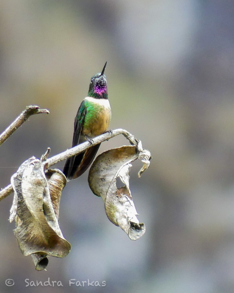 Amethyst-throated Sunangel - ML629819655