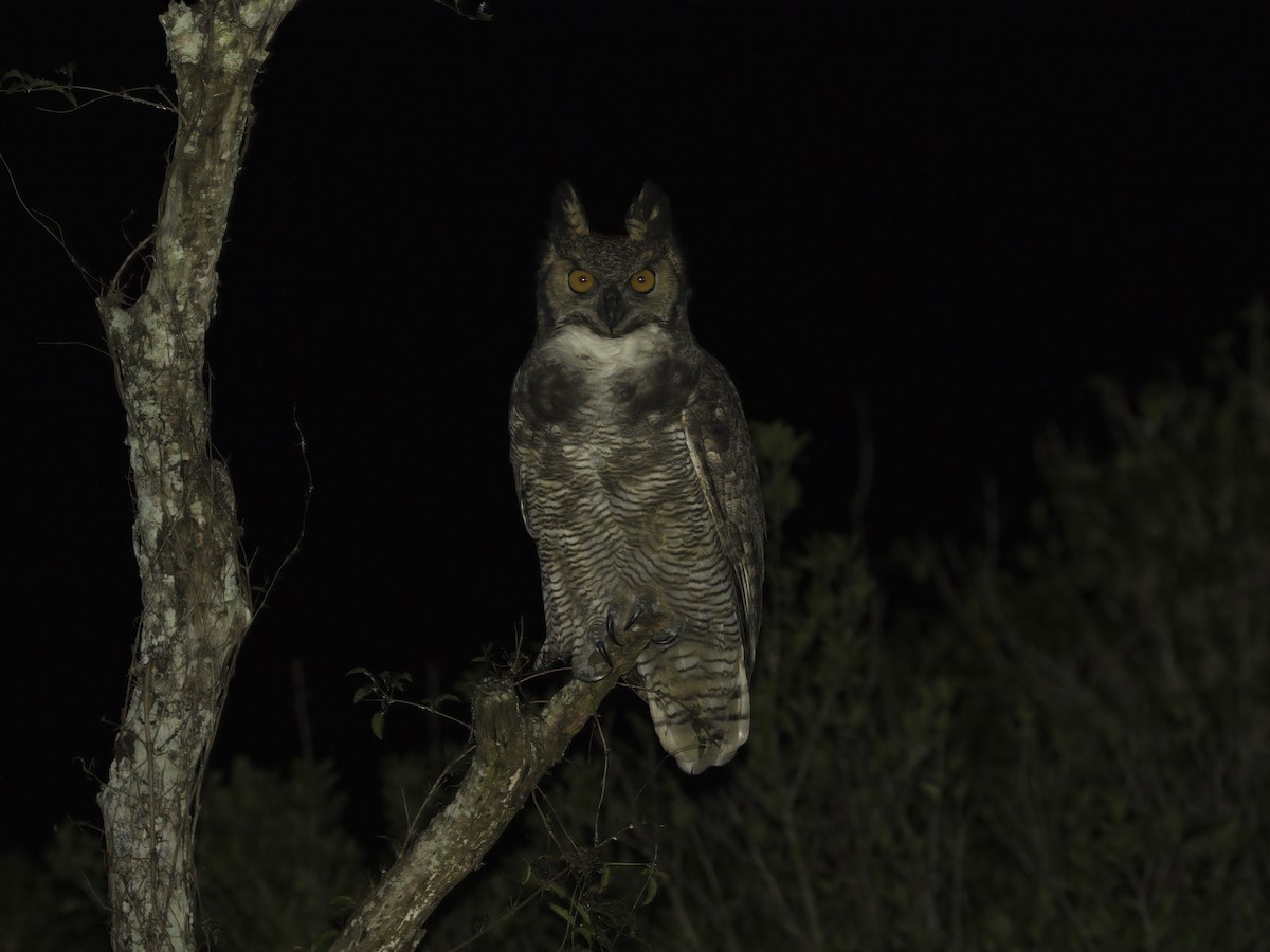 Great Horned Owl - ML629819711