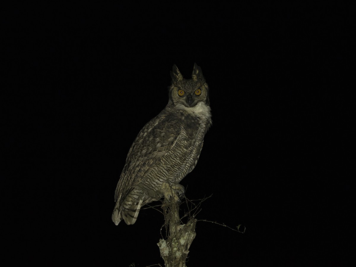 Great Horned Owl - ML629819712