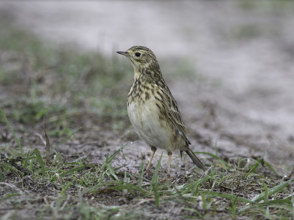 Short-billed Pipit - ML629819961