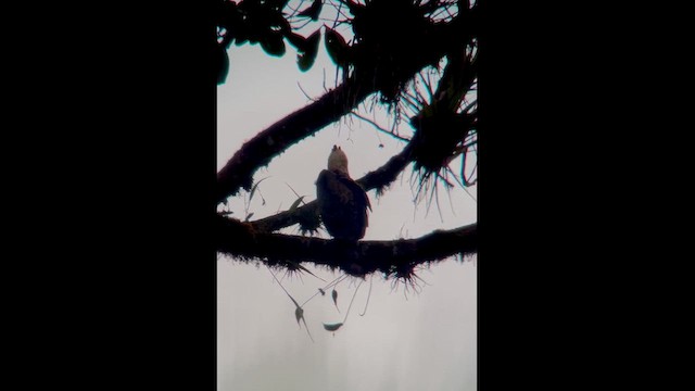 アカエリクマタカ - ML629819980