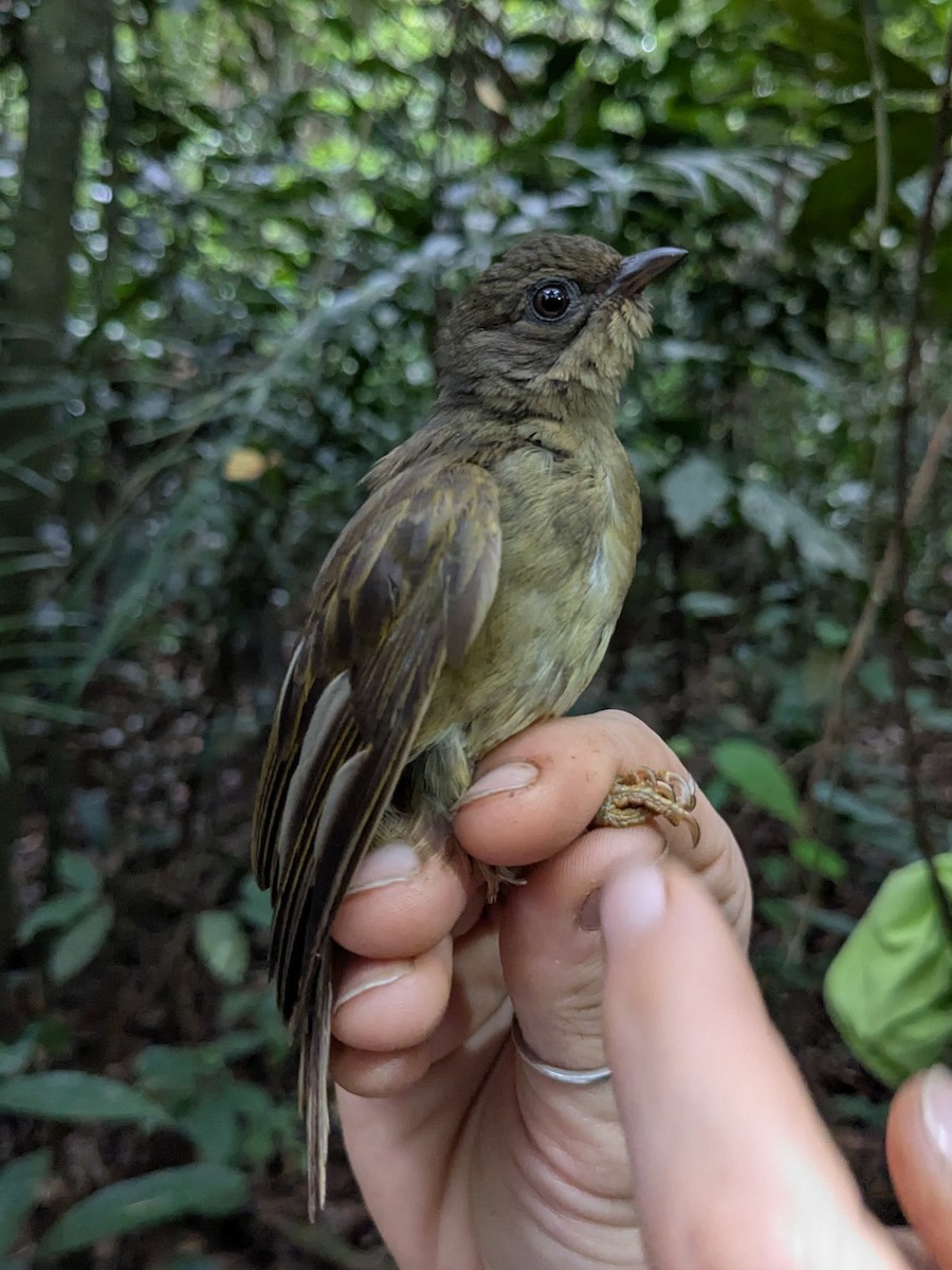 Zenker's Honeyguide - ML629820108