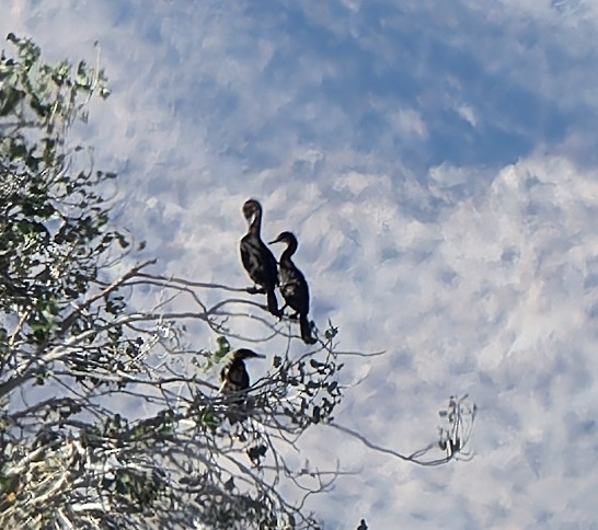 Neotropic Cormorant - ML629820147